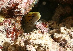 Raja Ampat 2016 - Gymnothorax fimbriatus - Fimbriated moray - Murene frangee - IMG_4511_rc